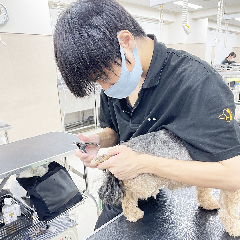 そのままお客様犬のトリミング実習！